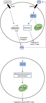 Emerging Roles of Cellular Metabolism in Regulating Dendritic Cell Subsets and Function